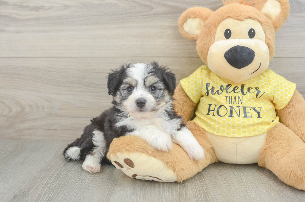 5 week old Aussiechon Puppy For Sale - Puppy Love PR