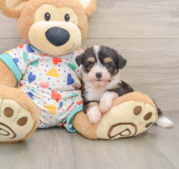 6 week old Aussiechon Puppy For Sale - Puppy Love PR
