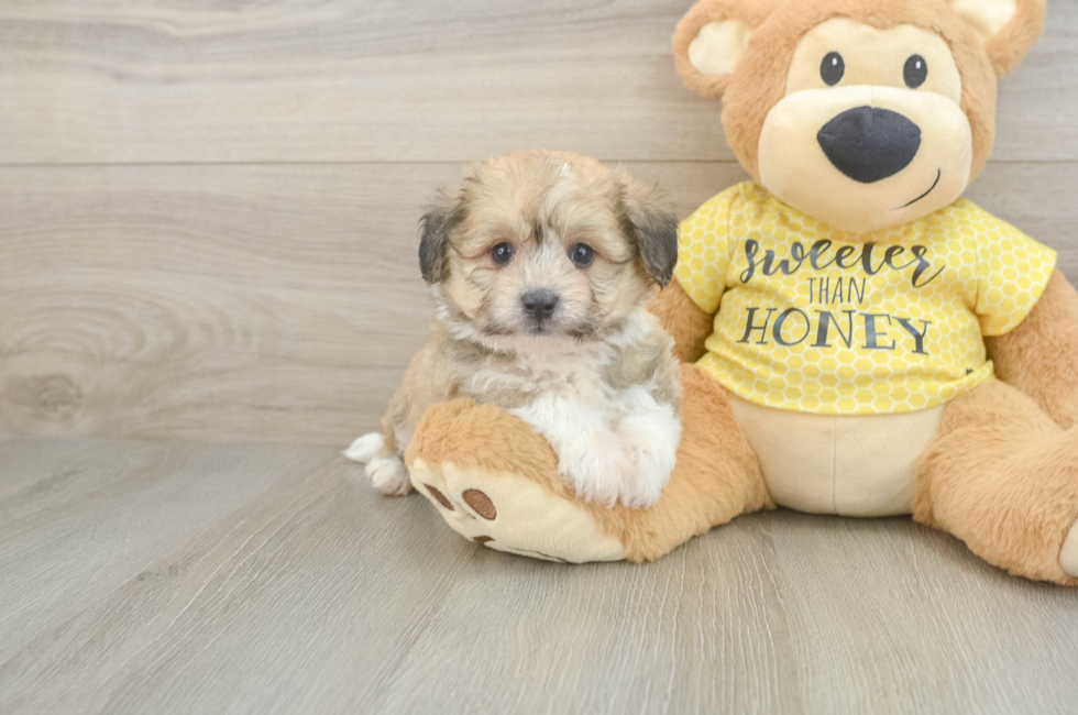 5 week old Aussiechon Puppy For Sale - Puppy Love PR