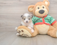 6 week old Aussiechon Puppy For Sale - Puppy Love PR