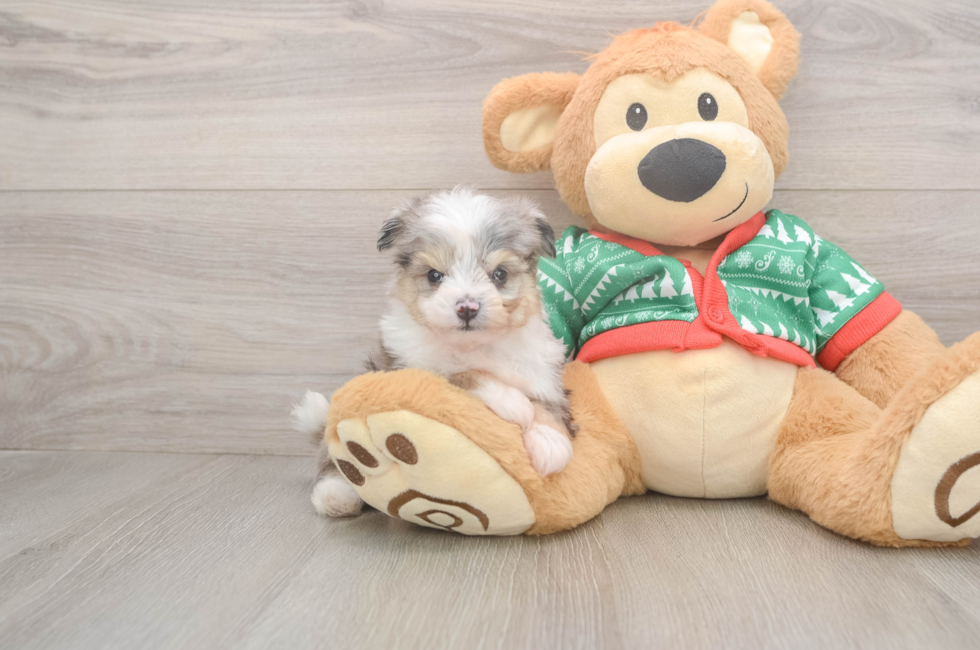 6 week old Aussiechon Puppy For Sale - Puppy Love PR