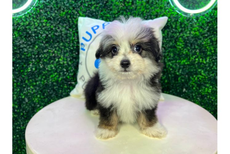 Meet Fletcher - our Aussiechon Puppy Photo 1/4 - Puppy Love PR Aussiechon Pup Being Cute