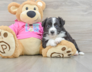 8 week old Aussiechon Puppy For Sale - Puppy Love PR