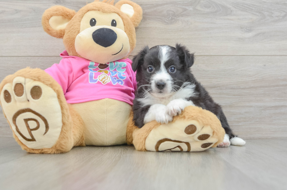 6 week old Aussiechon Puppy For Sale - Puppy Love PR