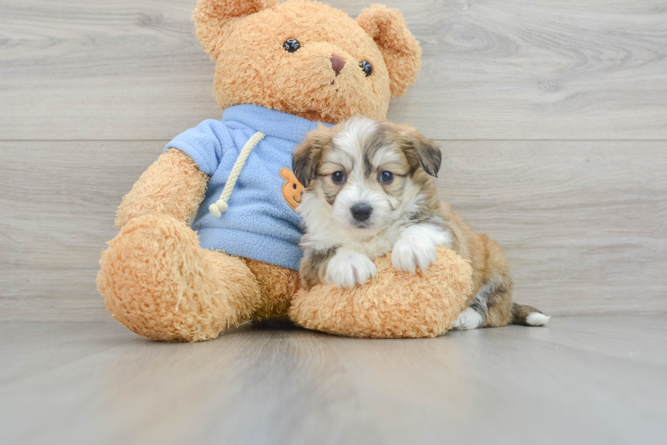 Little Aussie Bichon Designer Puppy