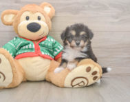 6 week old Aussiechon Puppy For Sale - Puppy Love PR
