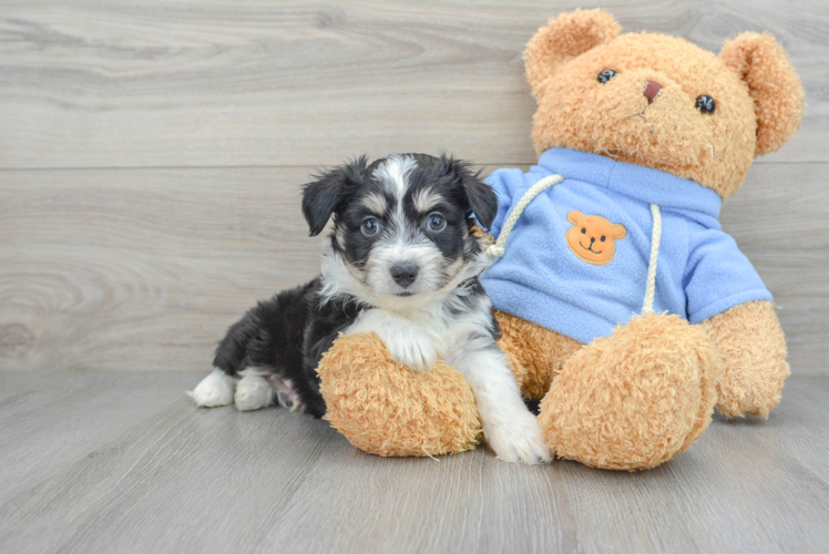 Meet Gage - our Aussiechon Puppy Photo 1/3 - Puppy Love PR Best Aussiechon Baby
