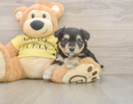 8 week old Aussiechon Puppy For Sale - Puppy Love PR