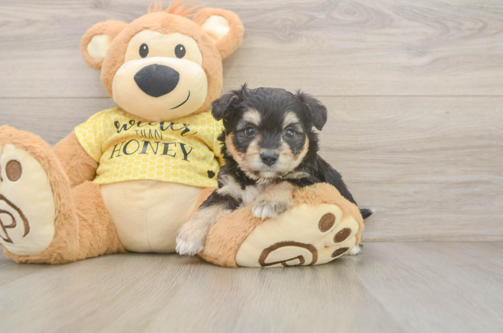 5 week old Aussiechon Puppy For Sale - Puppy Love PR