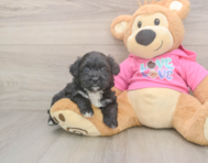 6 week old Aussiechon Puppy For Sale - Puppy Love PR