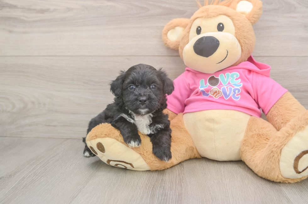 6 week old Aussiechon Puppy For Sale - Puppy Love PR