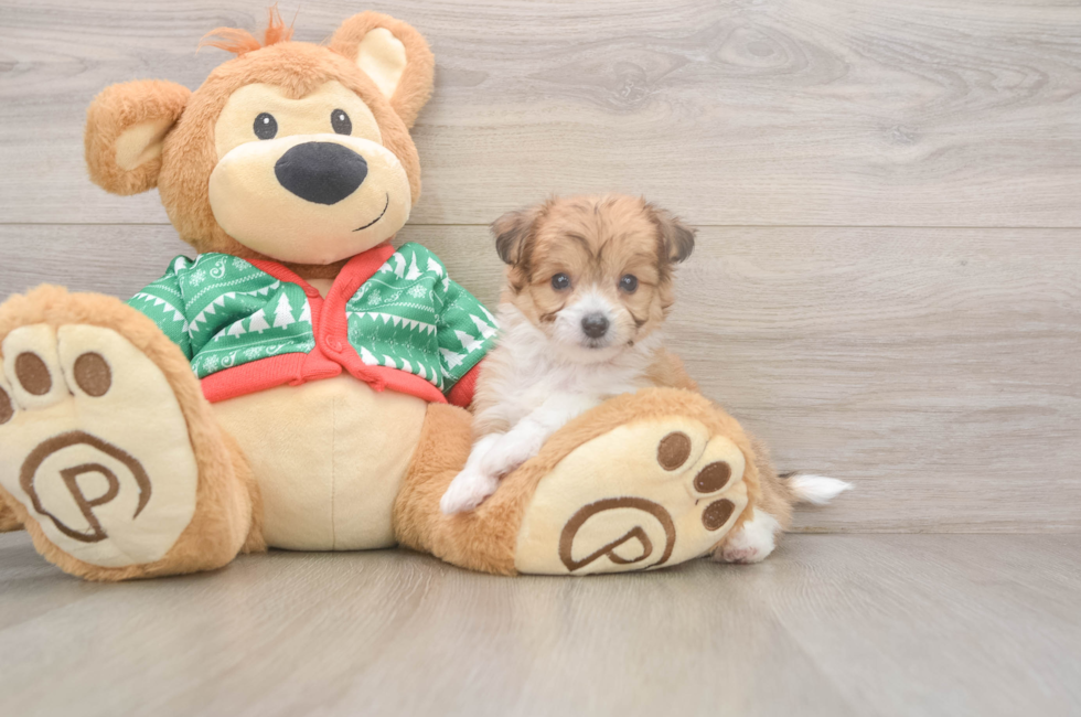 6 week old Aussiechon Puppy For Sale - Puppy Love PR