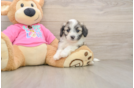 Best Aussiechon Baby