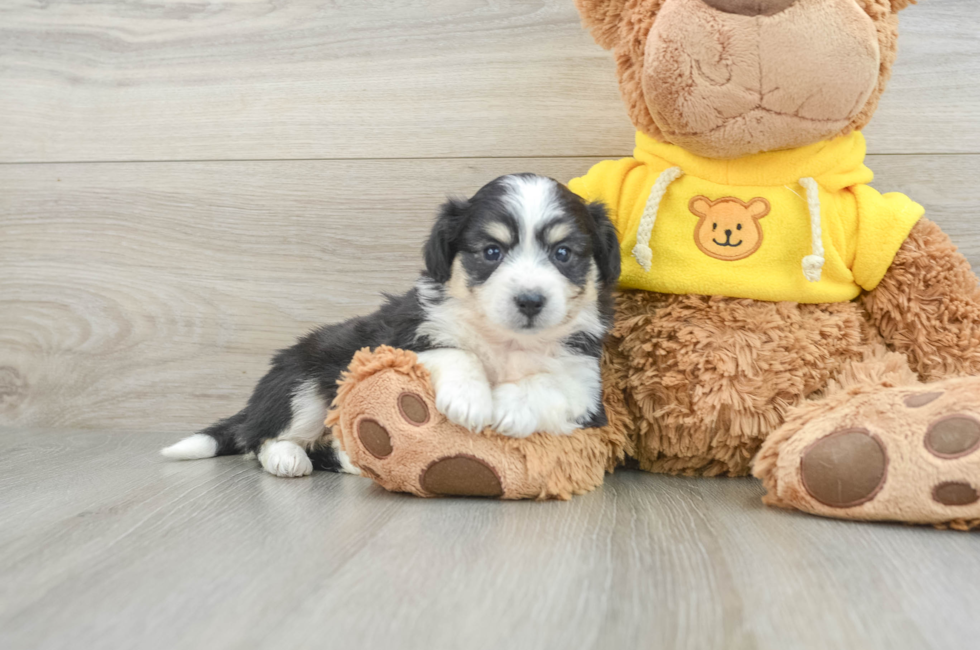 7 week old Aussiechon Puppy For Sale - Puppy Love PR