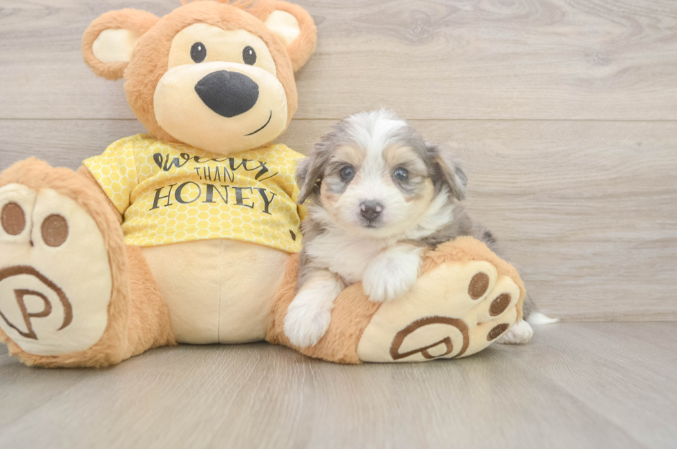 5 week old Aussiechon Puppy For Sale - Puppy Love PR