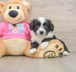 7 week old Aussiechon Puppy For Sale - Puppy Love PR