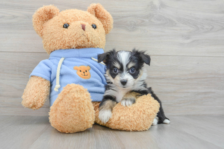 Meet Giuseppe - our Aussiechon Puppy Photo 1/3 - Puppy Love PR Aussiechon Pup Being Cute