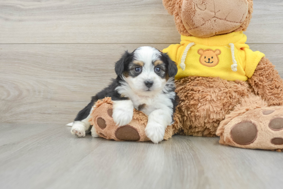 Fluffy Aussiechon Designer Pup