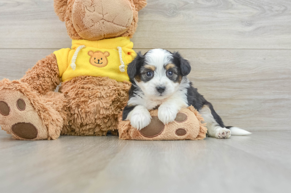 7 week old Aussiechon Puppy For Sale - Puppy Love PR