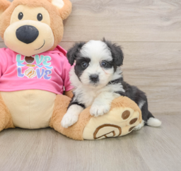 8 week old Aussiechon Puppy For Sale - Puppy Love PR