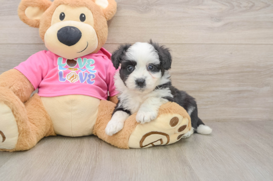 Best Aussiechon Baby