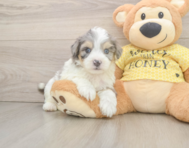 7 week old Aussiechon Puppy For Sale - Puppy Love PR