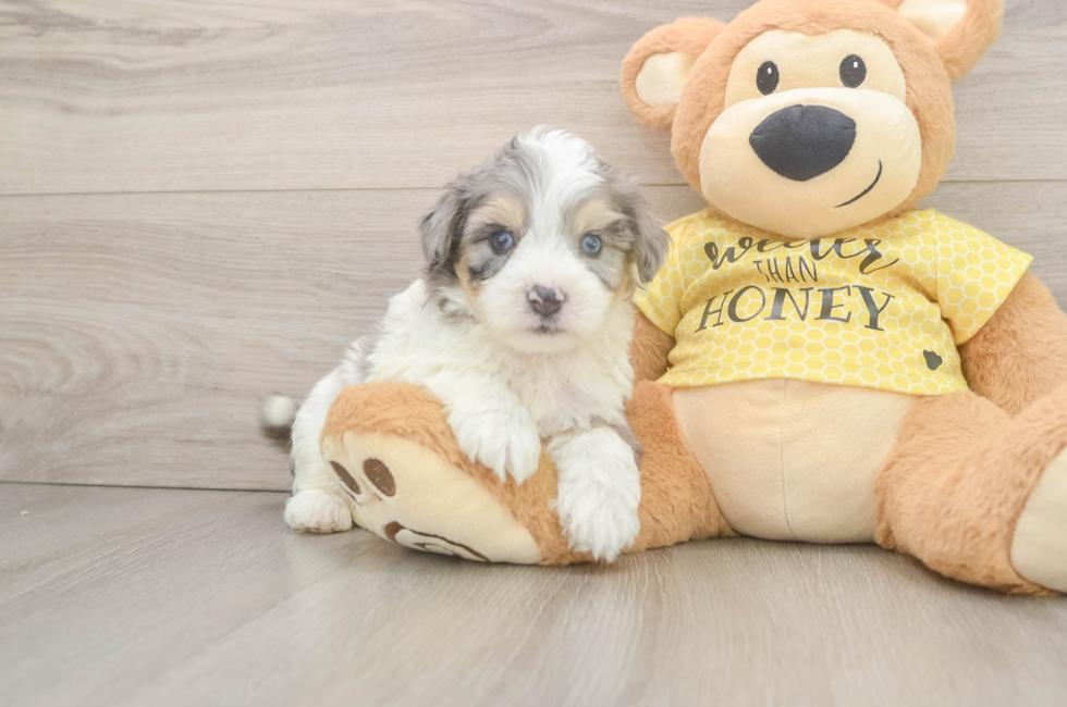 5 week old Aussiechon Puppy For Sale - Puppy Love PR
