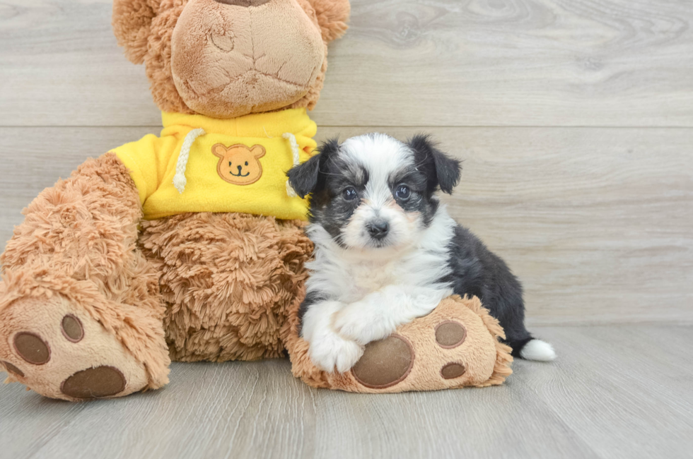 9 week old Aussiechon Puppy For Sale - Puppy Love PR