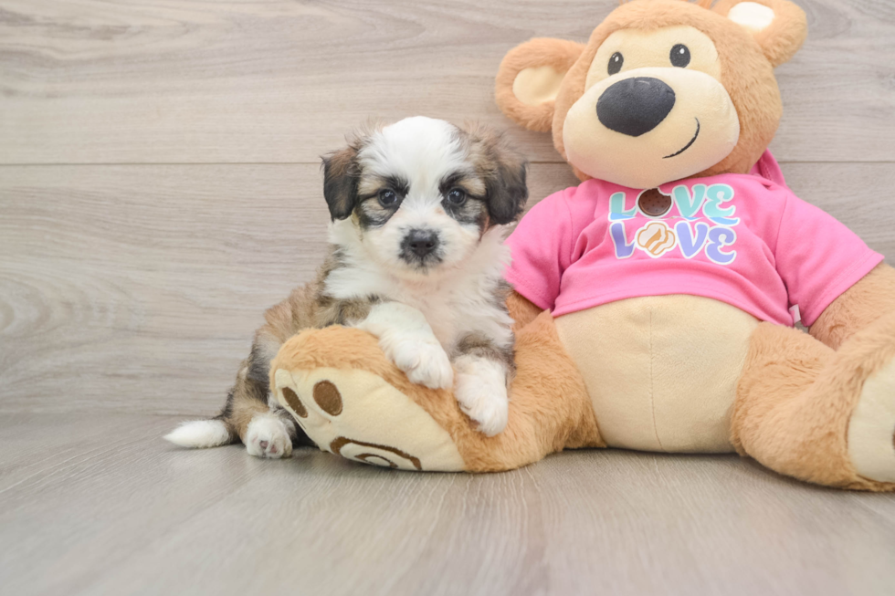 Best Aussiechon Baby