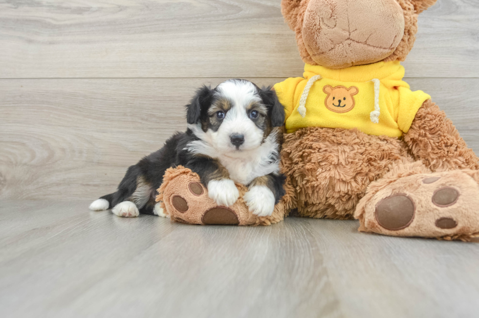 8 week old Aussiechon Puppy For Sale - Puppy Love PR