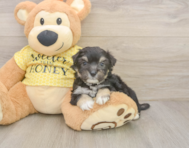 8 week old Aussiechon Puppy For Sale - Puppy Love PR