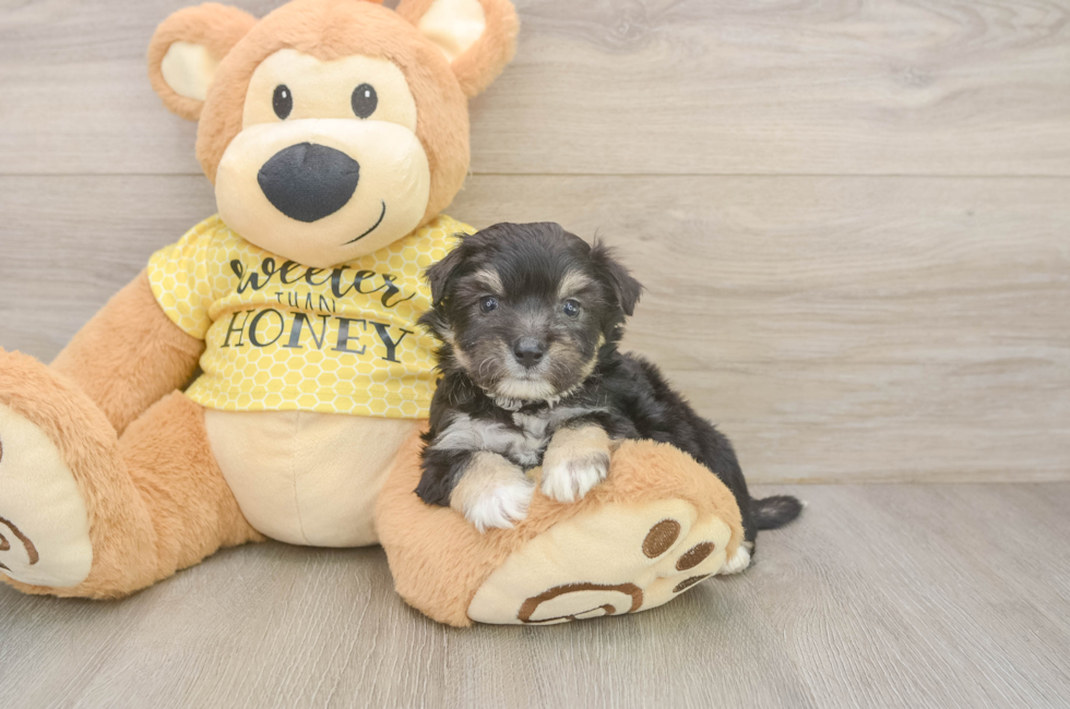 5 week old Aussiechon Puppy For Sale - Puppy Love PR