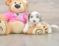 6 week old Aussiechon Puppy For Sale - Puppy Love PR