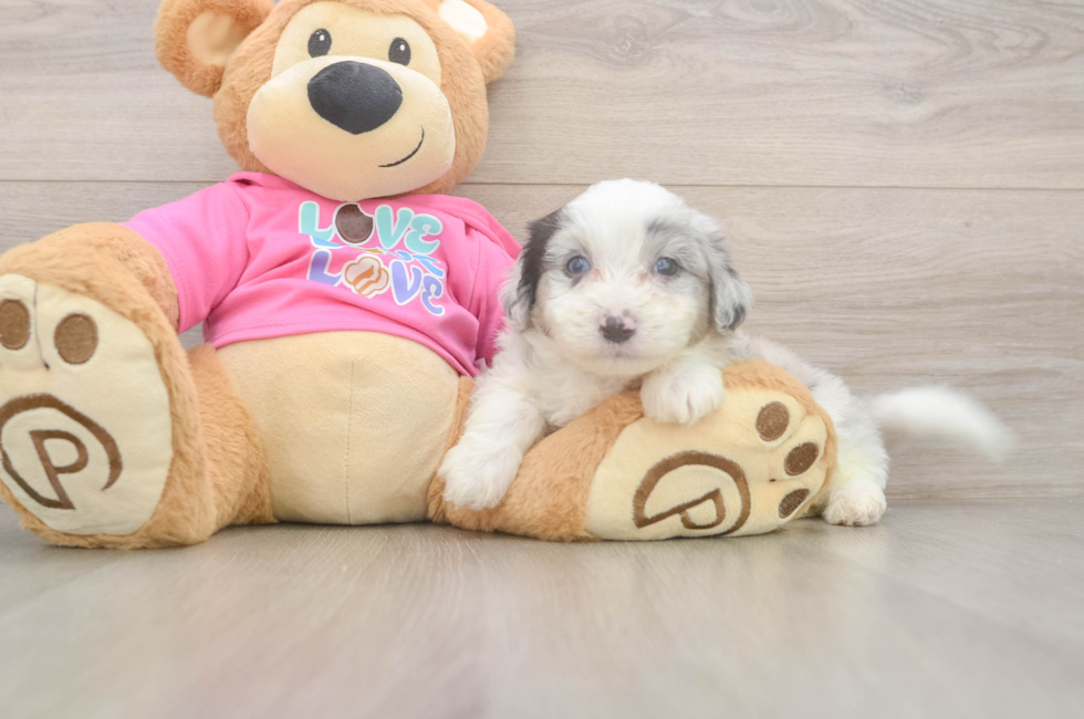 6 week old Aussiechon Puppy For Sale - Puppy Love PR