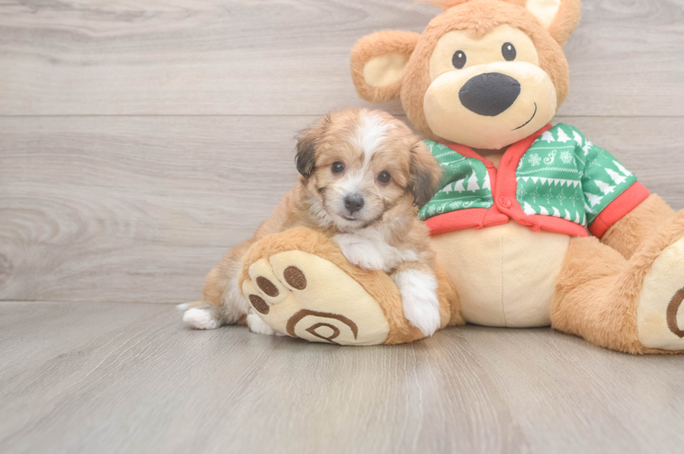 6 week old Aussiechon Puppy For Sale - Puppy Love PR