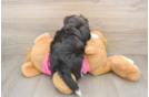Aussiechon Pup Being Cute