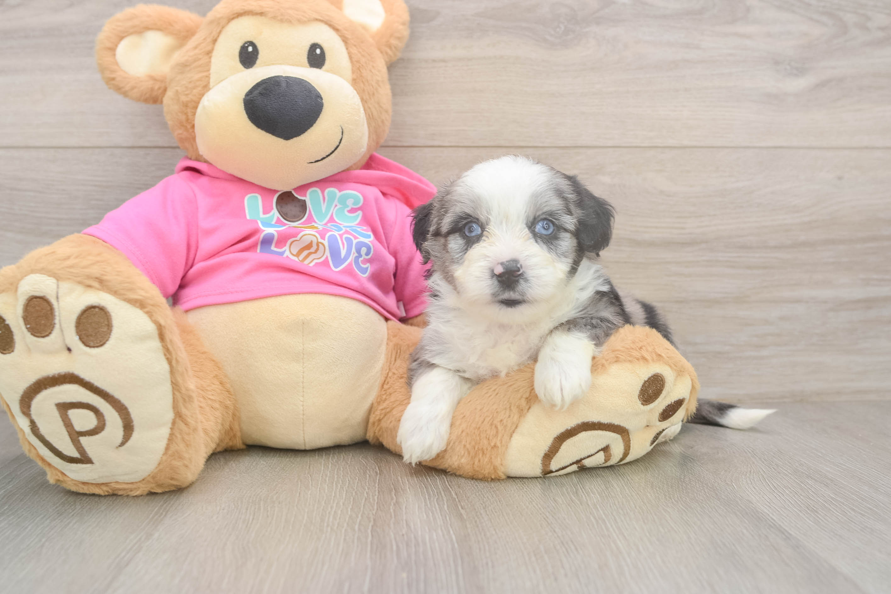 Petite Aussiechon Designer Pup