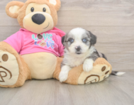 6 week old Aussiechon Puppy For Sale - Puppy Love PR