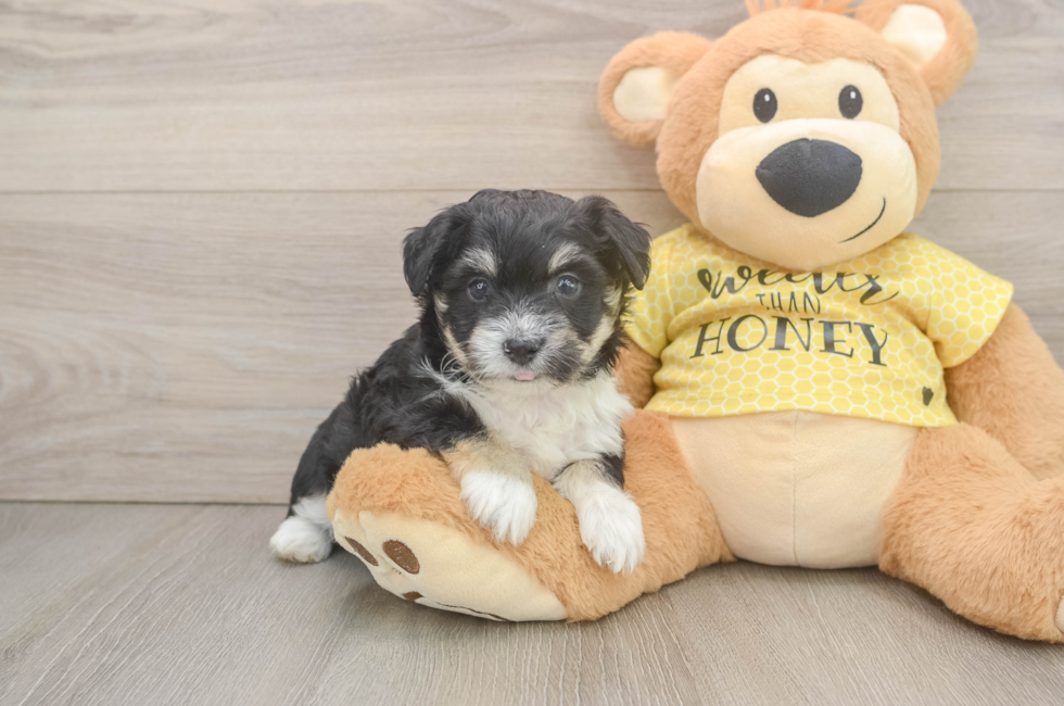 5 week old Aussiechon Puppy For Sale - Puppy Love PR