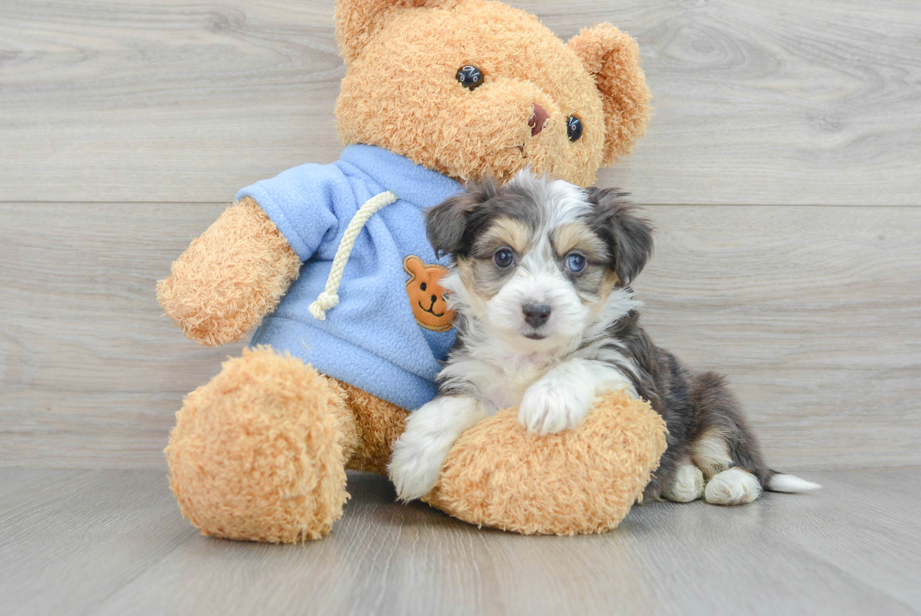 Aussiechon Pup Being Cute