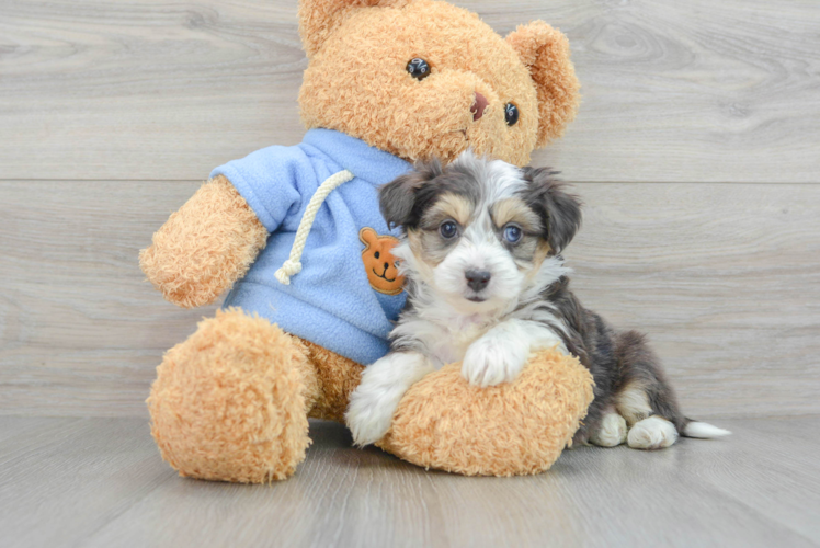 Meet Gustavo - our Aussiechon Puppy Photo 1/3 - Puppy Love PR Aussiechon Pup Being Cute