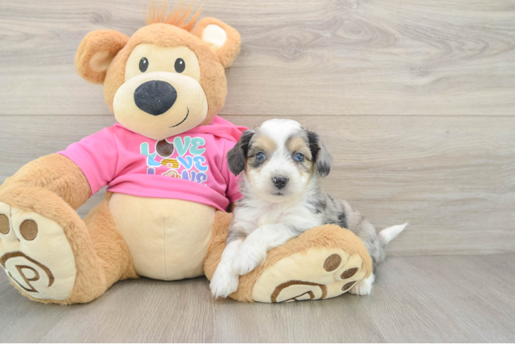 Best Aussiechon Baby