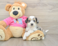 6 week old Aussiechon Puppy For Sale - Puppy Love PR