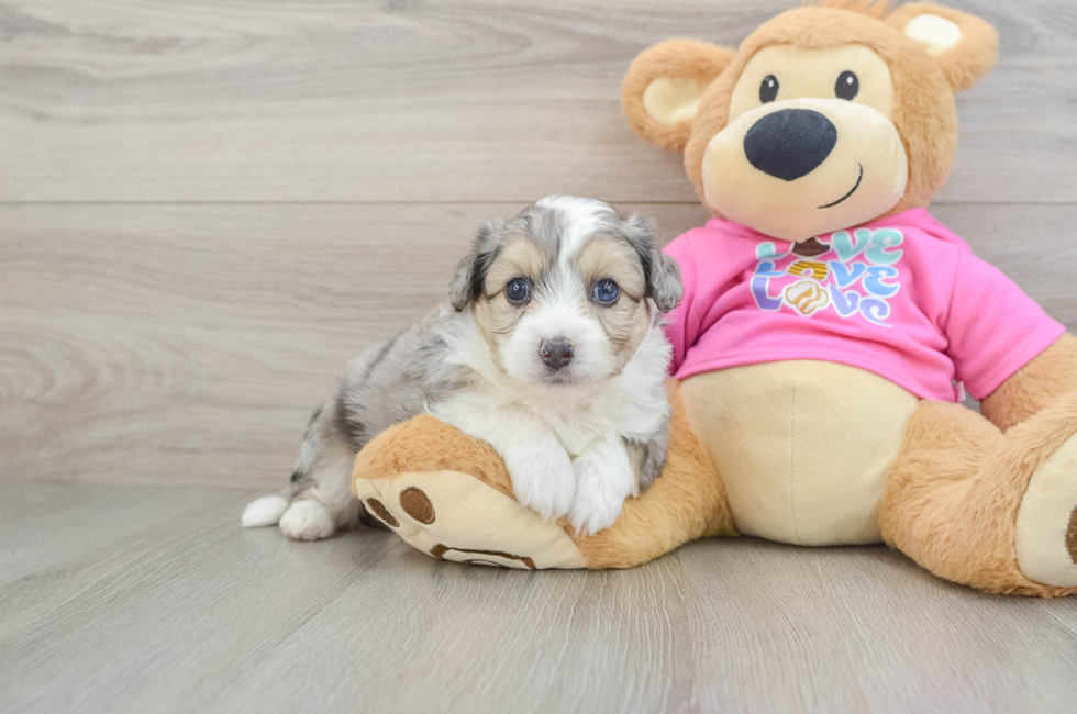 6 week old Aussiechon Puppy For Sale - Puppy Love PR