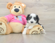 6 week old Aussiechon Puppy For Sale - Puppy Love PR