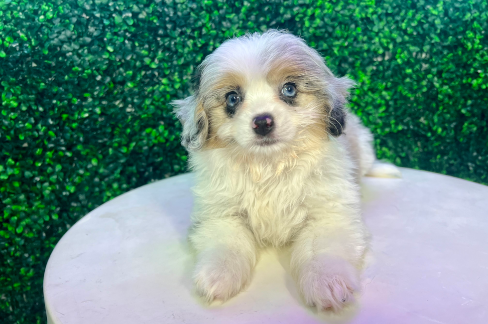 10 week old Aussiechon Puppy For Sale - Puppy Love PR