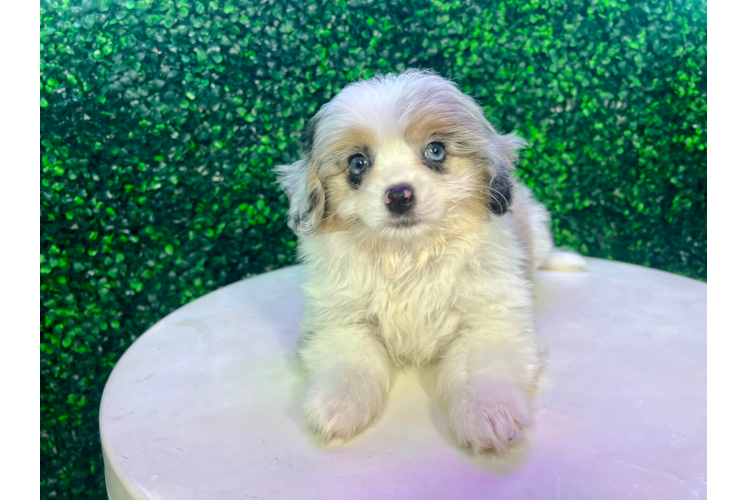 Meet Hollis - our Aussiechon Puppy Photo 1/4 - Puppy Love PR Cute Aussiechon Designer Pup