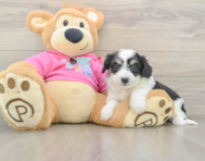7 week old Aussiechon Puppy For Sale - Puppy Love PR