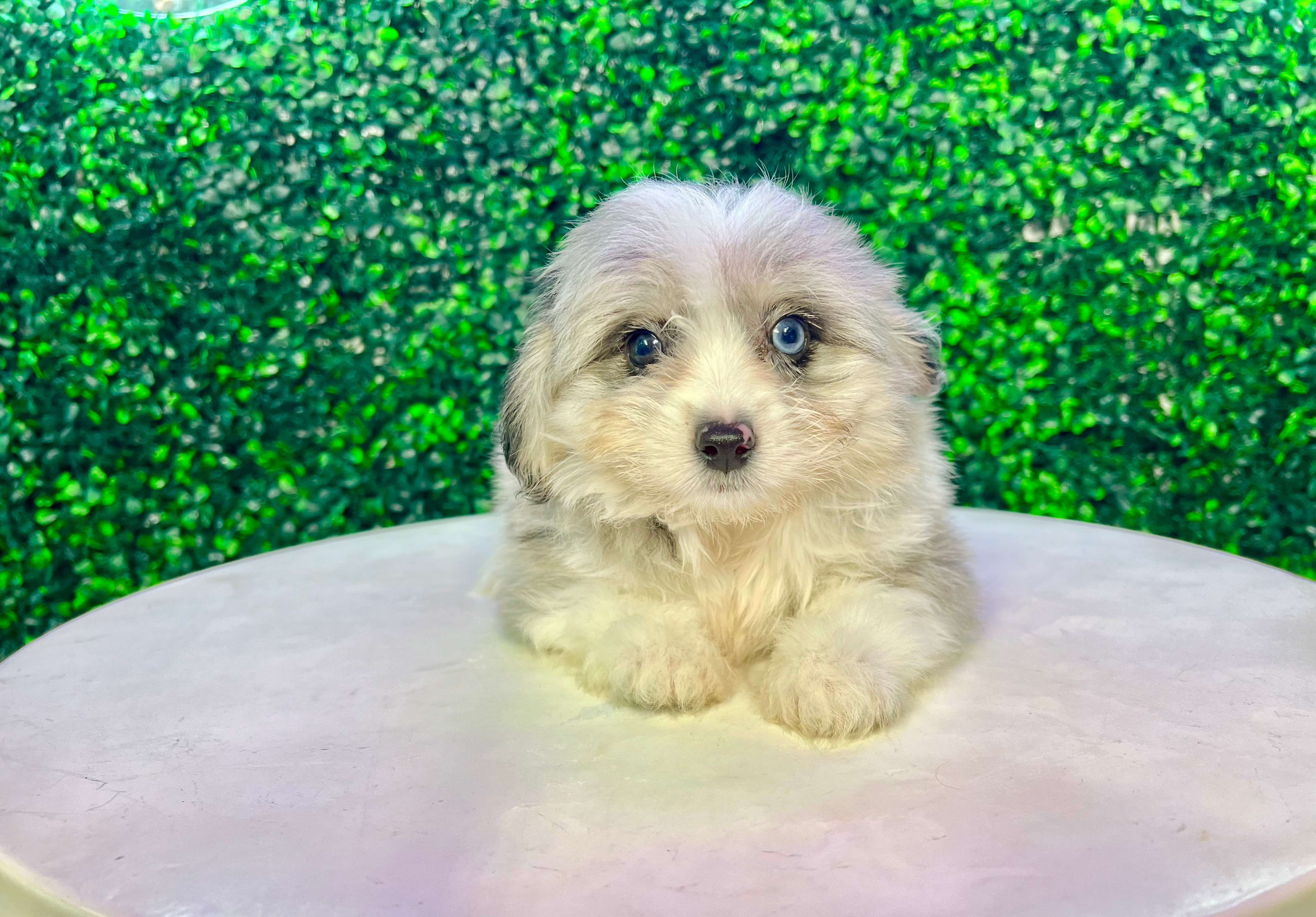 Aussiechon Pup Being Cute