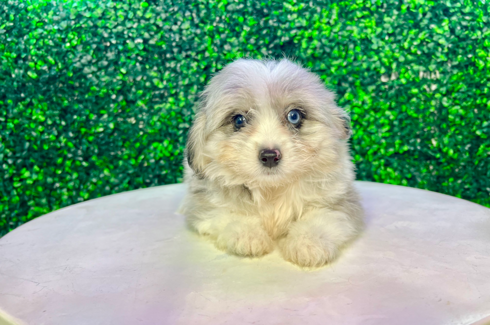 10 week old Aussiechon Puppy For Sale - Puppy Love PR